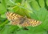 Melitaea cinxia